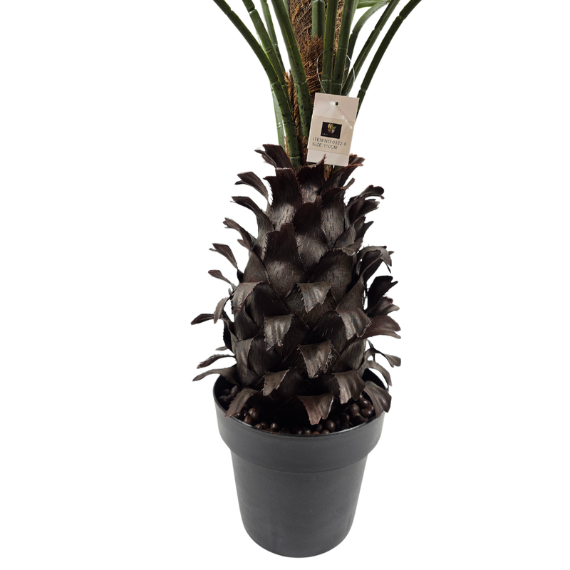 Fächerpalme im Topf