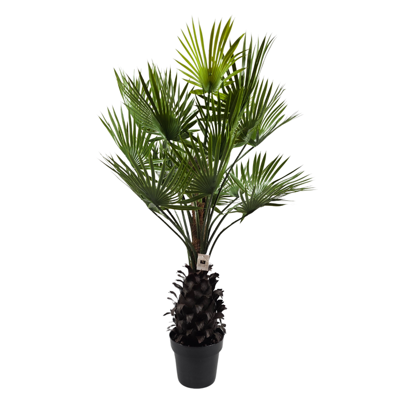 Fächerpalme im Topf