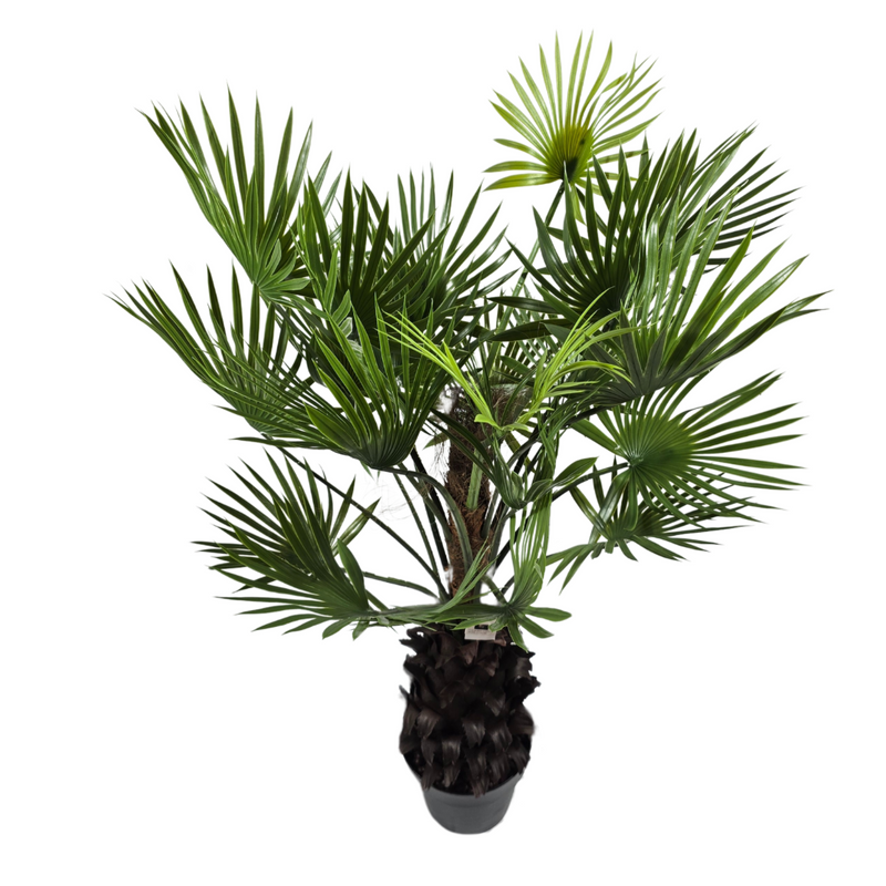 Fächerpalme im Topf